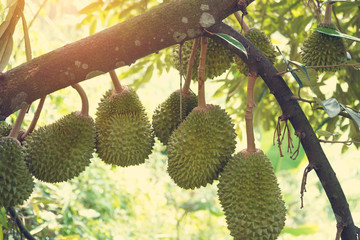 Wall Mural - durian farm , musang king in focus