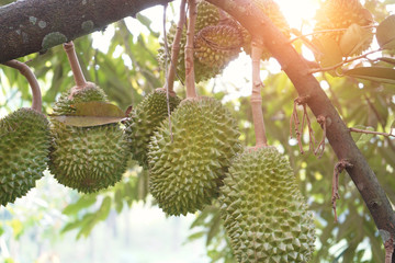 Wall Mural - durian farm , musang king in focus