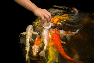 Wall Mural - Feed the fish in the pond.