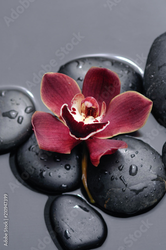 Macro of red orchid on wet black stones Fototapet