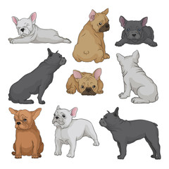 Canvas Print - Cartoon vector set of boston terrier puppies in different poses. Small domestic dog with wrinkled muzzle and smooth coat. Home pet