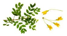 Set Of Fresh Green Leaves And Yellow Flowers Of Siberian Peashrub