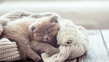 Kitten Sleeps On A Sweater