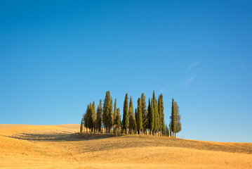 Wall Mural - beautiful typical tuscan landscape with cypress trees in a field in summer, val d'orcia, tuscany, it