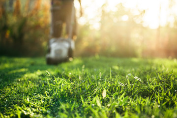 Lawn mower cutting green grass in backyard.Gardening background