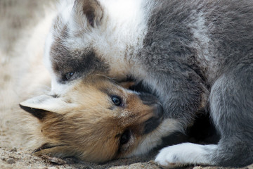 Wall Mural - cute gray and ginger fox cubs playing