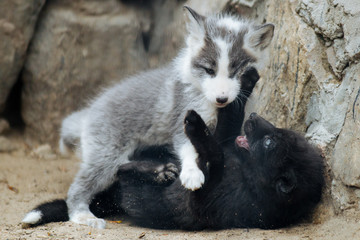 Wall Mural - cute gray and black fox cubs playing