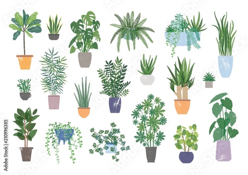 Fotografía Collection of decorative houseplants isolated on white background