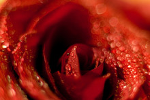 Drops Of Water On A Rosebud