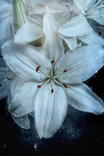 Lily, White, Close-up