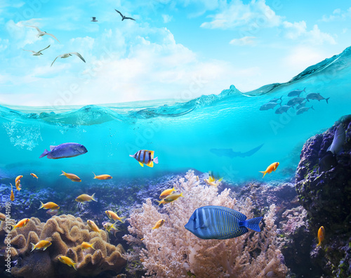 Photographie Marine life in tropical waters.