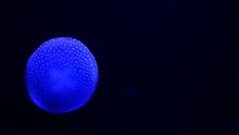 Blue Moon Jellyfish (Aurelia Aurita Or Saucer Jelly) Dancing Swimming 