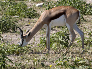 Springbok, Antidorcas marsupialis, in pasture, Etosha, Namibia