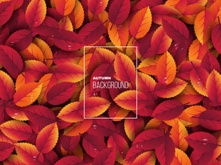 3d realistic autumn leaves with water drop. Autumnal background in red, orange and yellow colors. Design for web, print, wallpaper. Vector illustration.