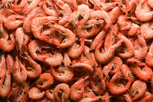 Big Boiled Shrimps Close Up. Seafood Concept. Food Photography