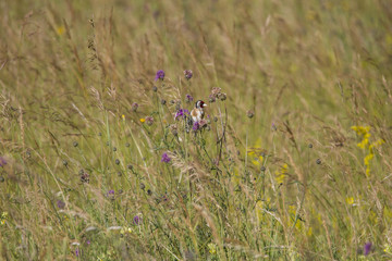 Wall Mural - Goldfinch foraging on thistle plants in a meadow