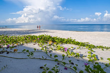 Morning Glory Flowers At Beach In Naples