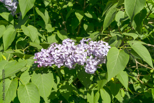 Fotografía pale purple brush inflorescence of lilac among foliage close-up in evening light