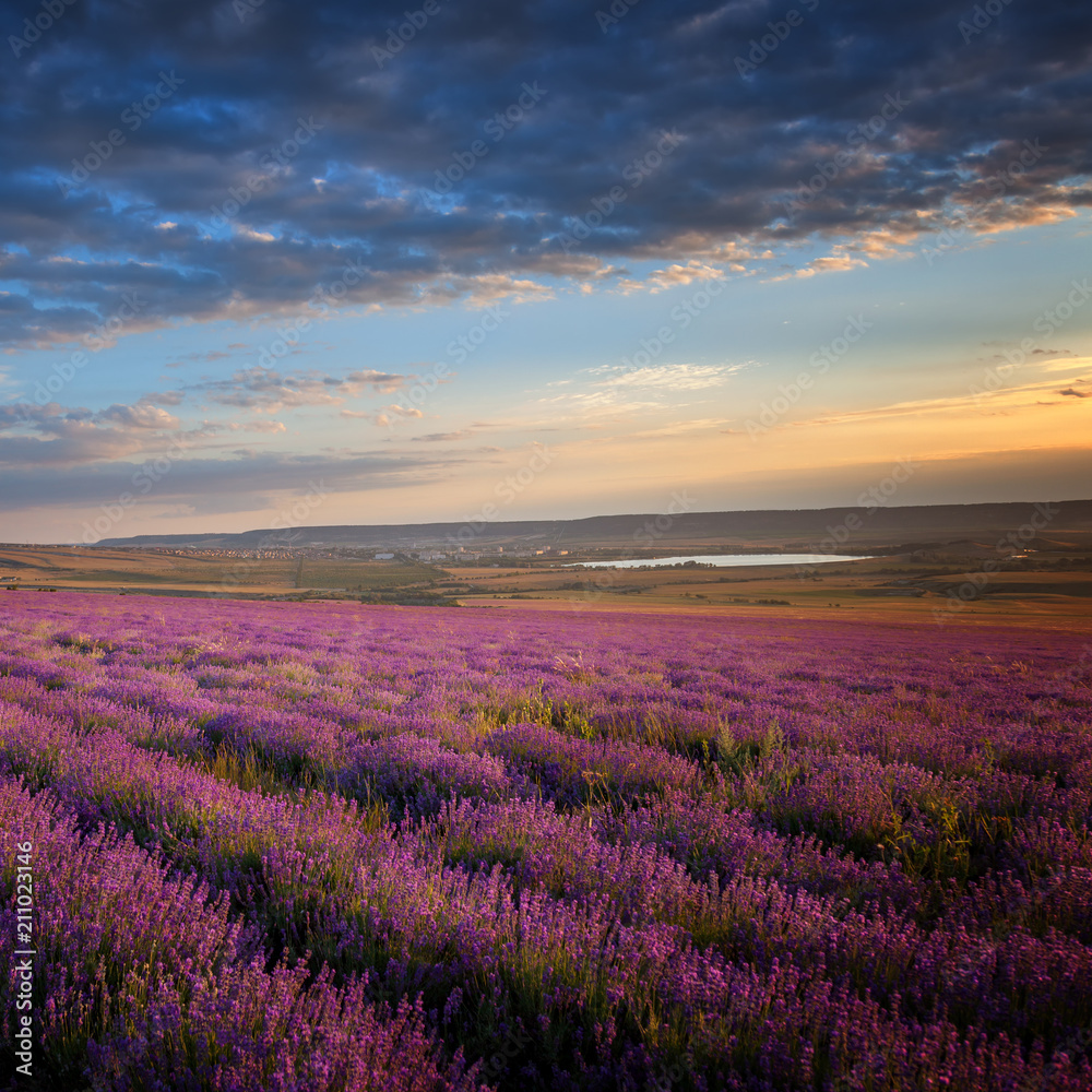 Poster Lavender Field Under A Blue Sky With Clouds Nikkel Art