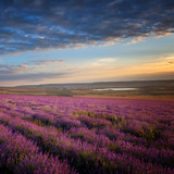 Fototapeta Kwiaty - Lavender field under a blue sky with clouds