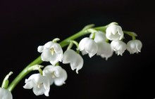 Branch Of Flowering Lily Of The Valley, Macro