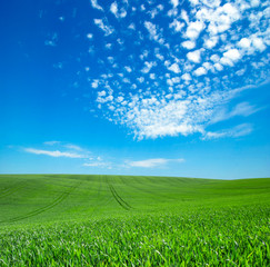 green field and blue sky with clouds