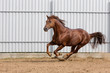 Chestnut horse running in paddock on the sand background