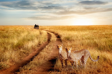 Wall Mural - group of cheetah in the serengeti national park on a sunset background. wildlife natural image. afri