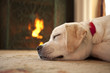© Diane Diederich - Puppy sleeping in front of a fireplace