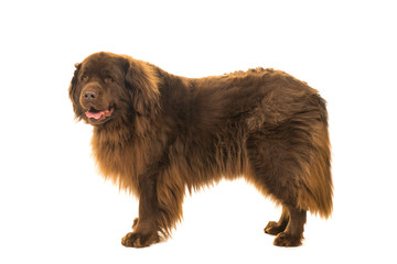 Wall Mural - Big brown New Foundland dog standing sideways isolated on a white background