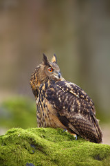 Wall Mural - The Eurasian eagle-owl (Bubo bubo) , portrait in the forest. Eagle-owl sitting in a forest on a rock.