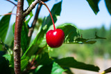 Cherries hanging on a cherry tree branch.