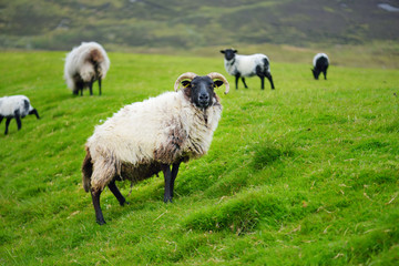 Sheep marked with colorful dye grazing in green pastures of Ireland