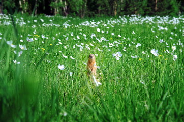 Wall Mural - gopher on saturated green meadow with white flowers