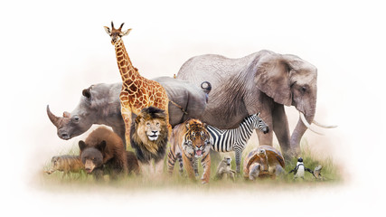 Wall Mural - group of zoo animals together isolated