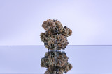Fototapeta  - Cannabis Flower