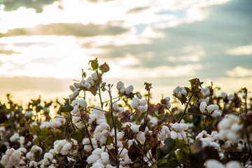 Wall Mural - Cotton field plantation texture background