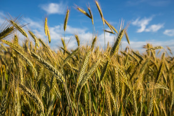 Green wheat field in sunny sommer day.