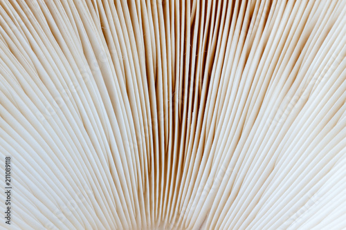Fotografie, Obraz Láminas de lepiota estrellada. Macrolepiota venenata.