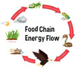 Food chain energy flow diagram