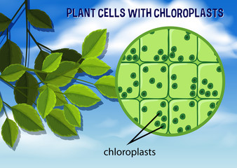 Wall Mural - plant cells with chloroplasts