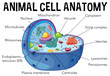 Diagram of animal cell anatomy
