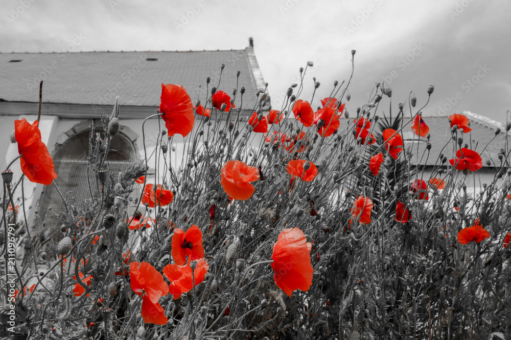 Black and white photography with romantic red poppy and church in the background - obrazy, fototapety, plakaty 