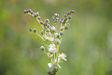 filipendula vulgaris or dropwort and morning drops of dew on green natural background