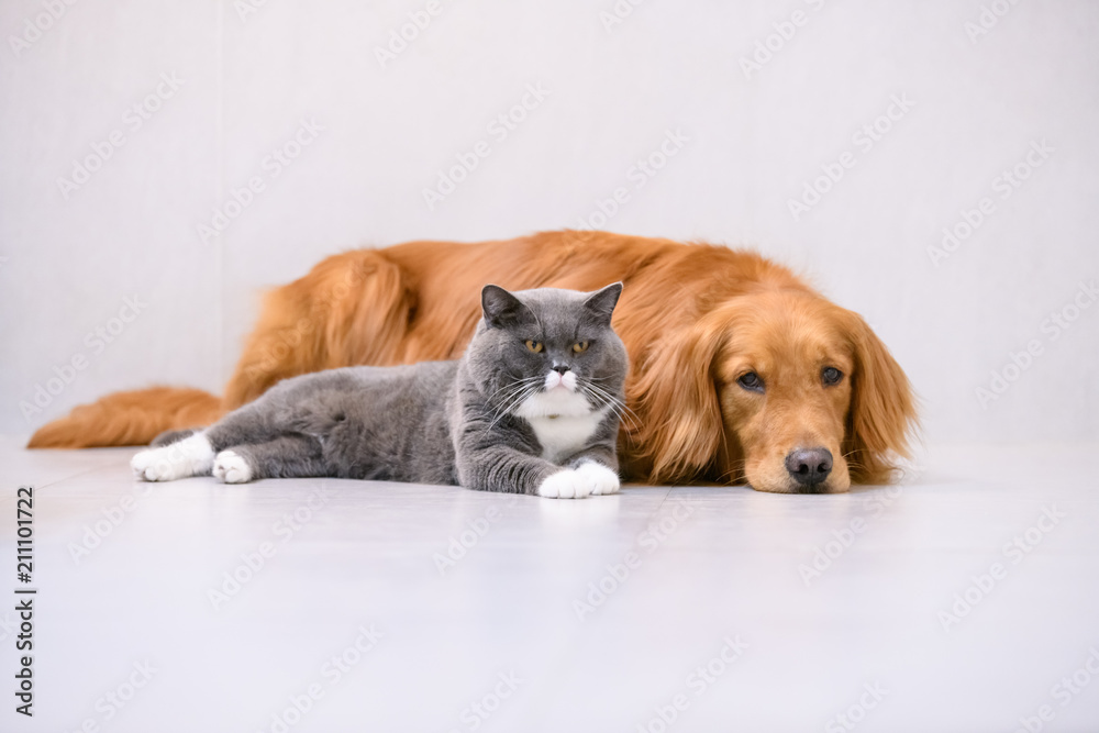 Photo Art Print British Short Hair Cat And Golden Retriever