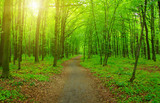 Fototapeta Krajobraz - Forest  and sun rays