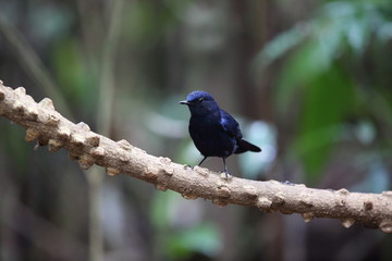 Wall Mural - White-tailed robin (Myiomela leucura) male in Da lat, Vietnam