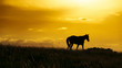 pferde bei sonnenuntergang auf der weide.