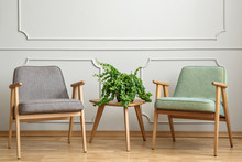 Real Photo Of A Small Table With A Plant Standing Between Two Chairs In A Living Room Interior