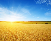 Wheat Field And Sun